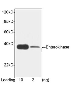Genscript Enterokinase Antibody, mAb, Mouse