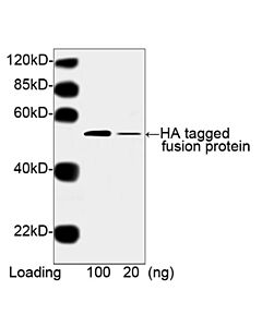 Genscript THE™ HA Tag Antibody [HRP], mAb, Mouse