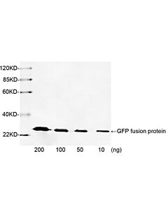 Genscript GFP Antibody, pAb, Rabbit