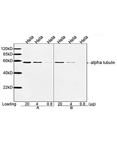 Genscript THE™ alpha Tubulin Antibody, mAb, Mouse