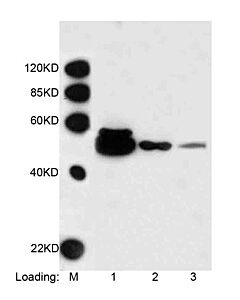 Genscript THE™ DYKDDDDK Tag Antibody [Biotin], mAb, Mouse