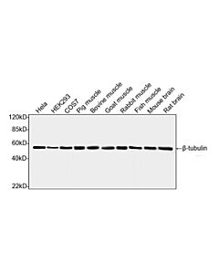 Genscript B-tubulin Antibody (2G7D4), mAb, Mouse