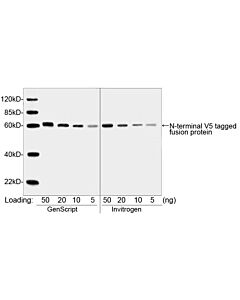Genscript THE™ V5 Tag Antibody, mAb, Mouse