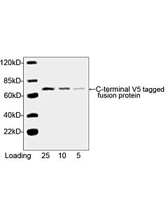 Genscript THE™ V5 Tag Antibody [HRP], mAb, Mouse