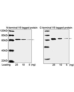 Genscript THE™ V5 Tag Antibody [Biotin], mAb, Mouse