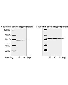 Genscript THE™ NWSHPQFEK Tag Antibody [Biotin], mAb, Mouse