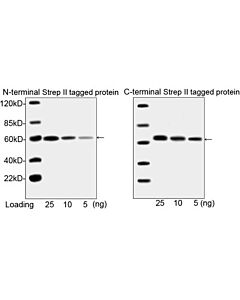 Genscript THE™ NWSHPQFEK Tag Antibody [HRP], mAb, Mouse