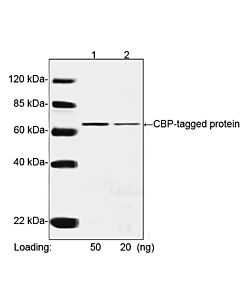 Genscript CBP Tag Antibody, mAb, Mouse