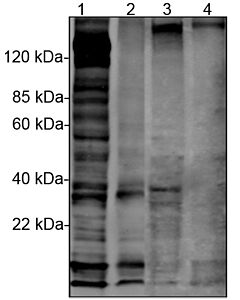 Genscript THE™ Phosphotyrosine Antibody (E10)plus