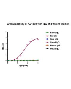 Genscript MonoRab™ Rabbit Anti-Camelid VHH Antibody, mAb