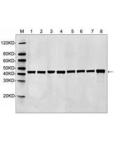 Genscript MonoRab™ Beta Actin Antibody, mAb, Rabbit