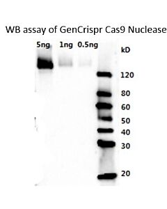 Genscript GenCrispr Cas9 Antibody, pAb, Rabbit