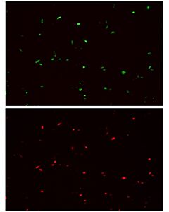 Genscript MonoRab™ HA tag Antibody(109B2), mAb, Rabbit