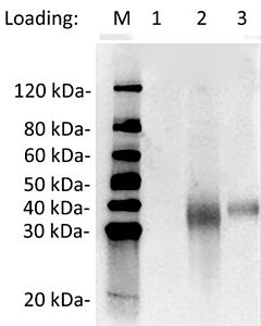 GenScript MonoRab™ SARS-CoV-2 Neutralizing Antibody (4G6), mAb, Rabbit100ug