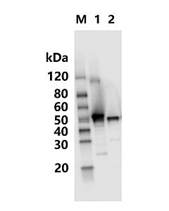Genscript MonoRab™ SARS-CoV-2 Nucleocapsid Antibody (N66), mAb, Rabbit