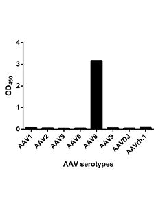 GenScript MonoRab AAV8 (intact particle) Antibody (75F2)