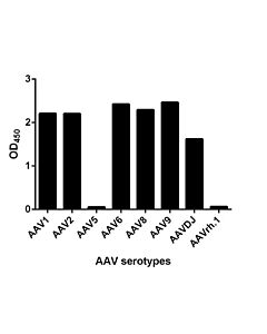 GenScript MonoRab AAVX VP1 Antibody (24F5)