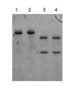 Genscript Hot Start Taq DNA Polymerase