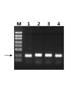 Genscript M-MuLV Reverse Transcriptase