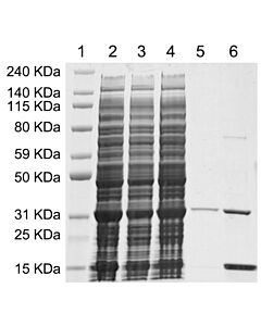 GenScript MonoRab™ Anti-Camelid VHH Affinity Resin 1ml Resin (Total 2 ml)