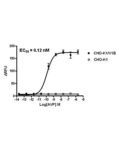 Genscript CHO-K1/V1B Stable Cell Line