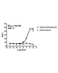 Genscript CHO-K1/VPAC2/Gα15 Stable Cell Line