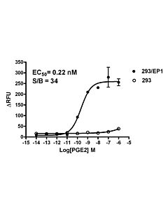 GenScript HEK293/EP1 Stable Cell Line2vials