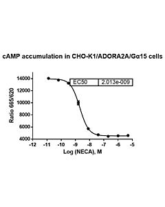 Genscript CHO-K1/ADORA2A/Gα15 Stable Cell Line