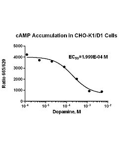 Genscript CHO-K1/D1 Stable Cell Line