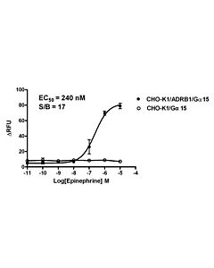 Genscript CHO-K1/ADRB1/Gα15 Stable Cell Line