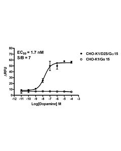 Genscript CHO-K1/D2s/Gα15 Stable Cell Line