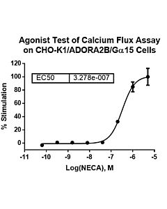 Genscript CHO-K1/ADORA2B/Gα15 Stable Cell Line