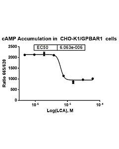 Genscript CHO-K1/GPBAR1 Stable Cell Line