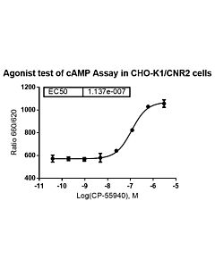 Genscript CHO-K1/CB2 Stable Cell Line