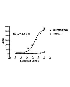 Genscript RH7777/EDG4 Stable Cell Line