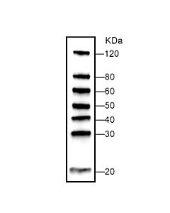 Genscript WB-MASTER Protein Standard
