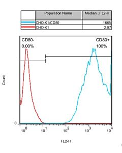 Genscript CHO-K1/CD80 Stable Cell Line