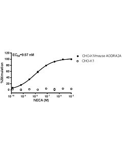 GenScript CHO-K1/mouse ADORA2A Stable Cell Line2vials