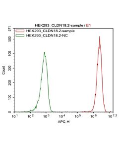GenScript HEK293/CLDN18.2 Stable Cell Line2vials
