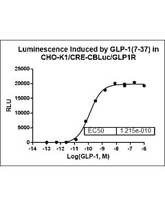 GenScriptCHO-K1/CRE-CBLuc/GLP1R100ug