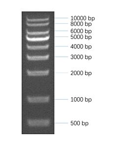 GenScript 1 kb DNA Marker