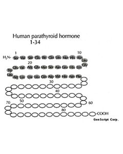 Genscript Parathyroid Hormone (PTH) (1-34), Human