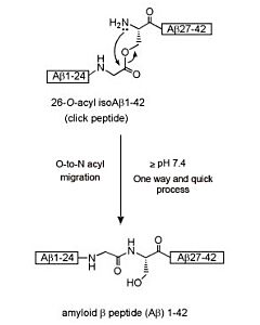 Genscript B-Amyloid (1-42), human