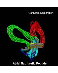 Genscript Atrial Natriuretic Peptide (ANP) (1-28), human, porcine