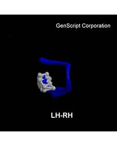 Genscript Luteinizing Hormone Releasing Hormone (LH-RH), human