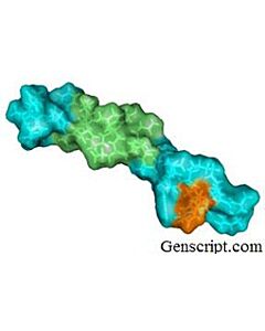 Genscript Glucagon-Like Peptide (GLP) I (7-37)