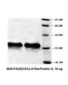 Genscript Protein G