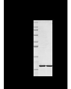Genscript IL-11, Mouse(HEK 293-expressed)
