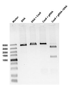 Genscript GenCrispr Cas9-C-NLS Nuclease