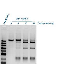 Genscript GenCrispr Cas9 Nuclease